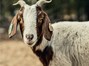 Grazing Goats in Bidwell Park