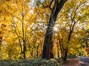 Fall in Bidwell Park - Thank you Lori Eckhart!