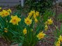 Daffodils in the front yard