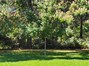 View of grassy area with Maple tree in the center.