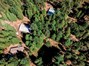 Aerial View -Ponderosa Pine & Incense Cedar