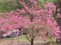 Pink Dogwood in Front of House