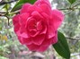 Camellias Bloom in January