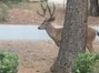 Buck in Front Lawn